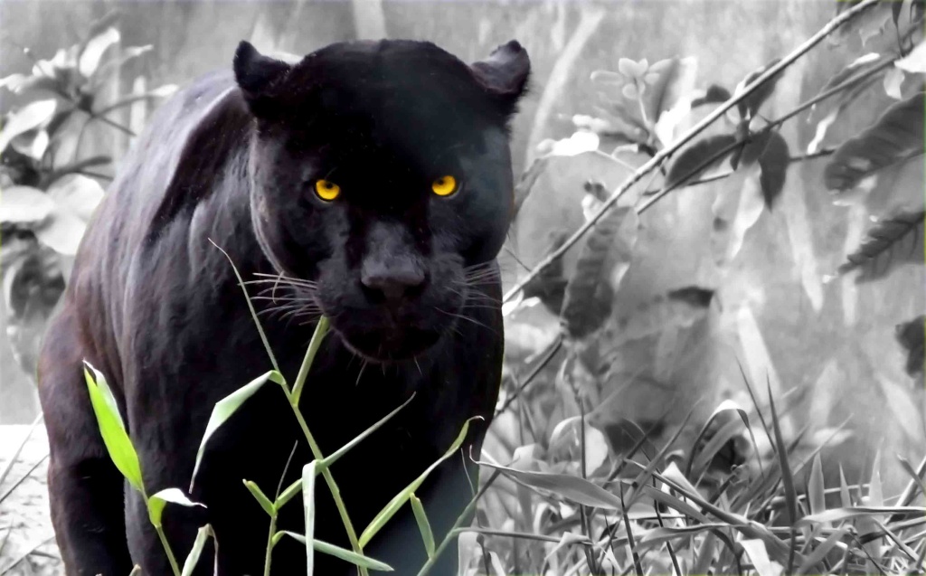 Wallpaper Macan Kumbang - Black Panther Animal Hd - HD Wallpaper 