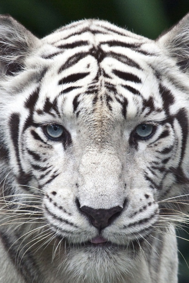 Hd White Tiger Wallpapers For Iphone - Singapore Zoo - HD Wallpaper 