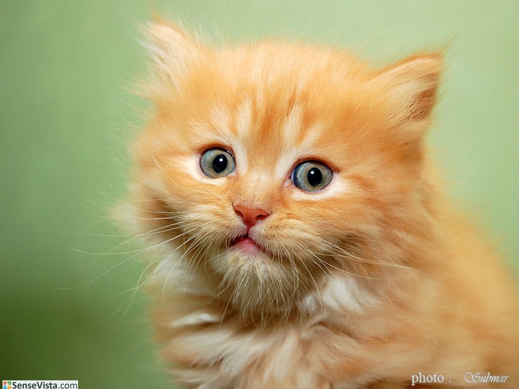 Смешные Картинки Про Животных - HD Wallpaper 