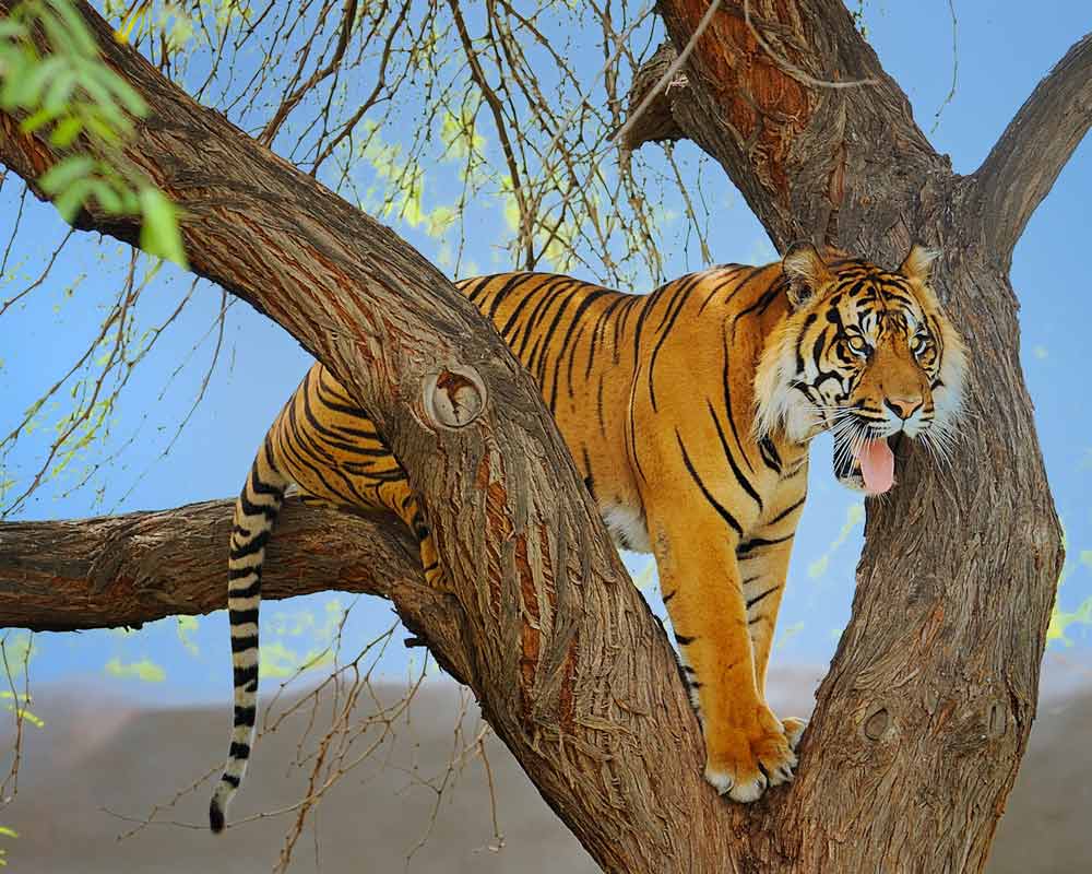 Harimau Sumatera Naik Di Atas Pohon - 3.5 5.6 L Is Usm - HD Wallpaper 