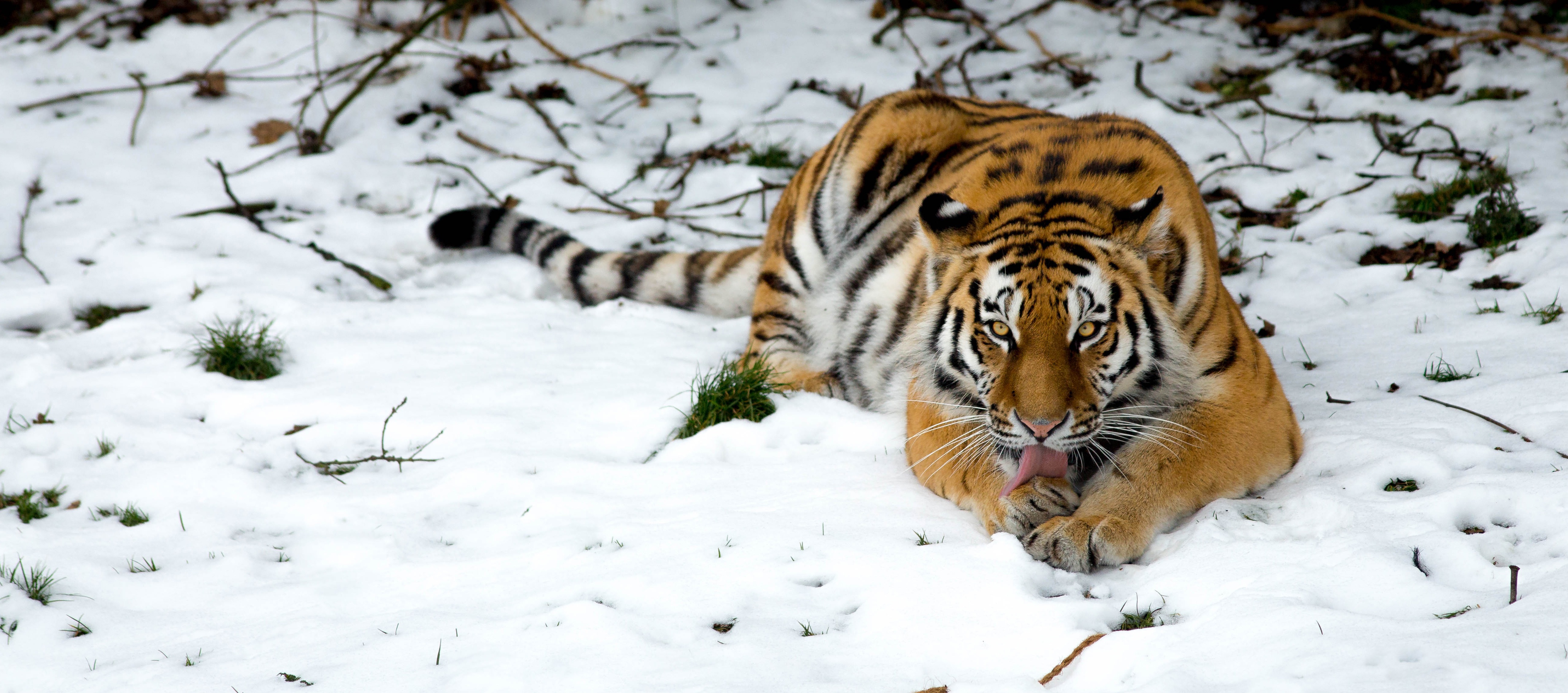 4k Tiger In Snow - HD Wallpaper 