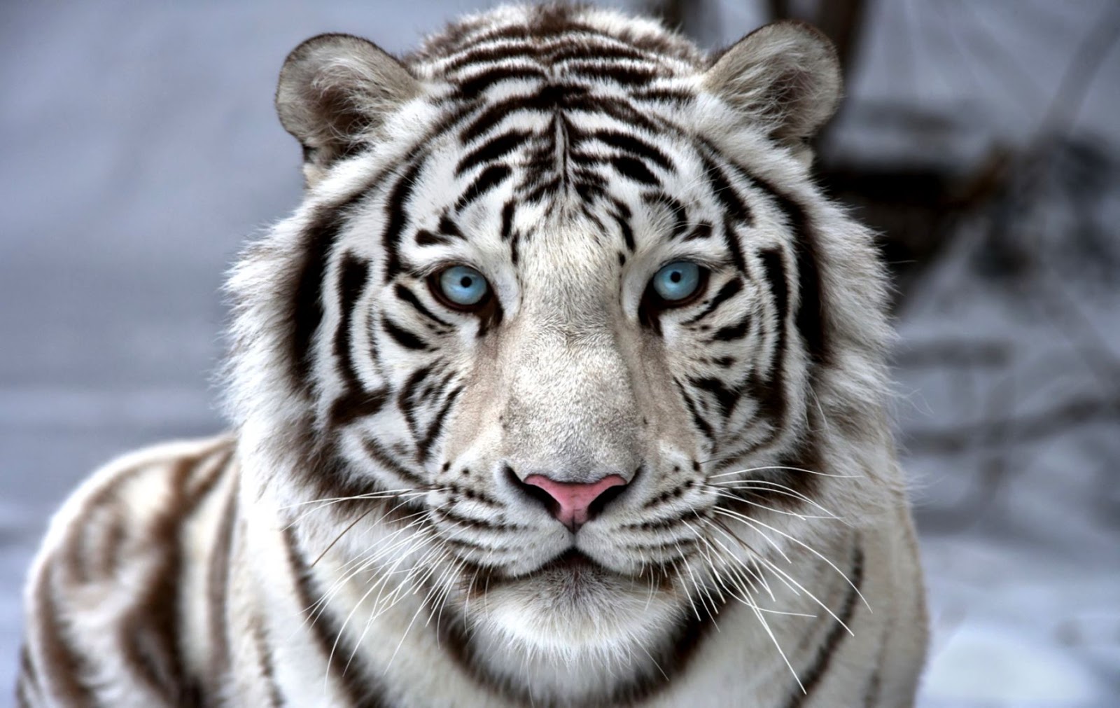 Golden White Tiger Wallpaper Amazing Wallpaper Hd Library - White Tiger Wallpaper Hd - 1600x1011 Wallpaper Golden White Tiger Wallpaper Amazing Wallpaper Hd Library - White Tiger Wallpaper Hd - 1600x1011 Wallpaper