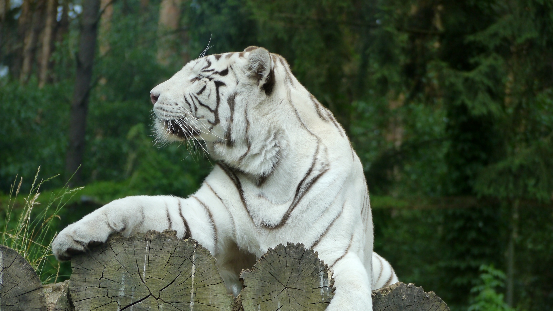 Wallpaper White Tiger, Bengal Tiger, Predator - White Tiger 4k Ultra Hd - HD Wallpaper 