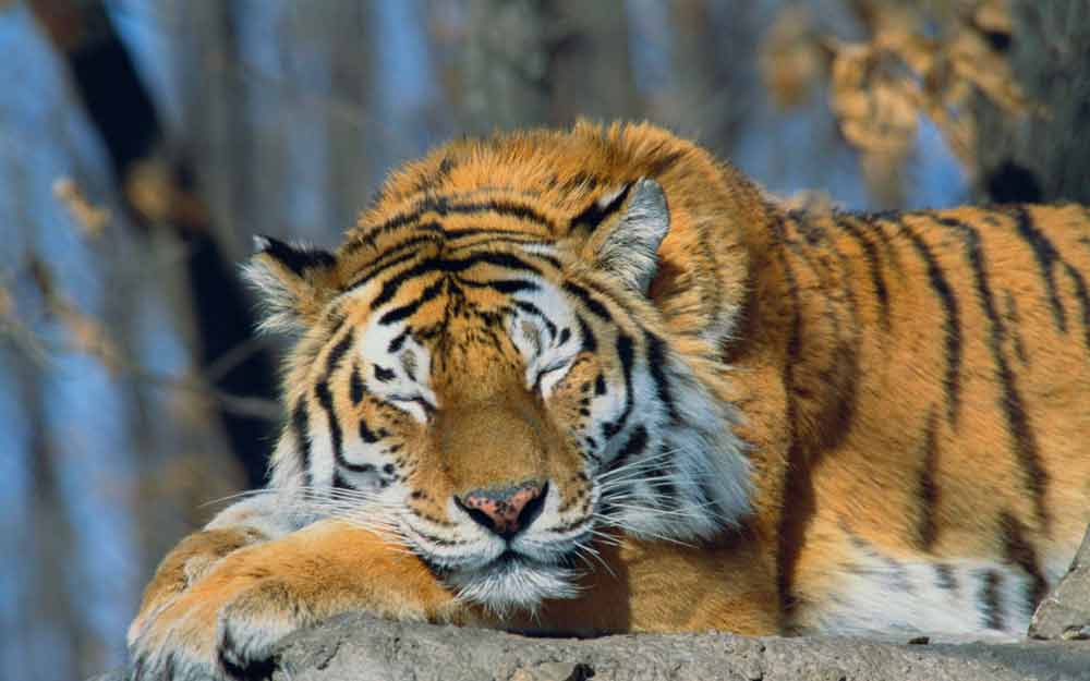 Harimau Tidur Mata Terpejam - Sleeping Siberian Tiger - HD Wallpaper 