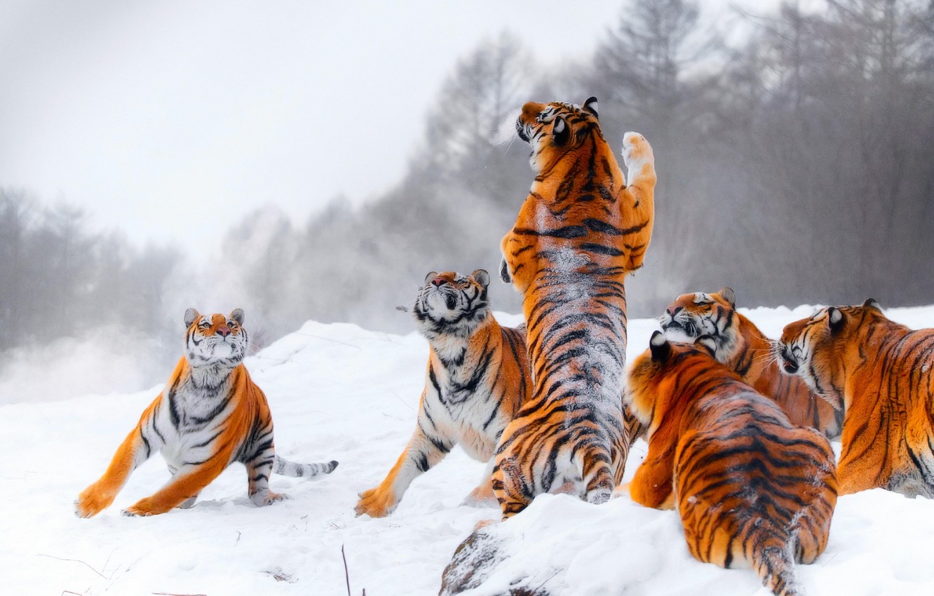 Photo Wallpaper Winter, Snow, Tiger, Jump, The Game, - Tiger Hunting In Snow - HD Wallpaper 