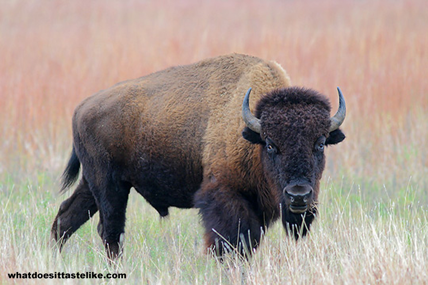 Whatdoesittastelike - Com - Bison Temperate Grassland Animals - HD Wallpaper 