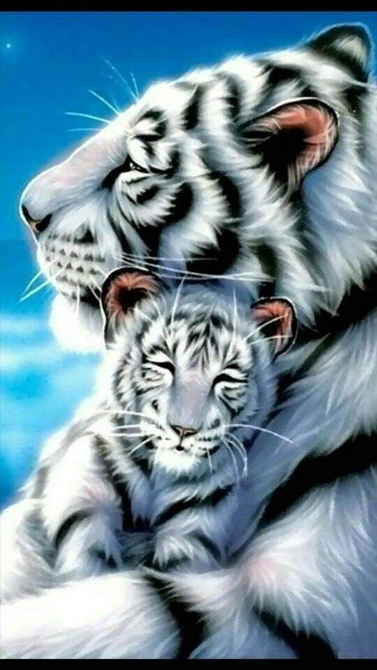 White Tiger Background - HD Wallpaper 