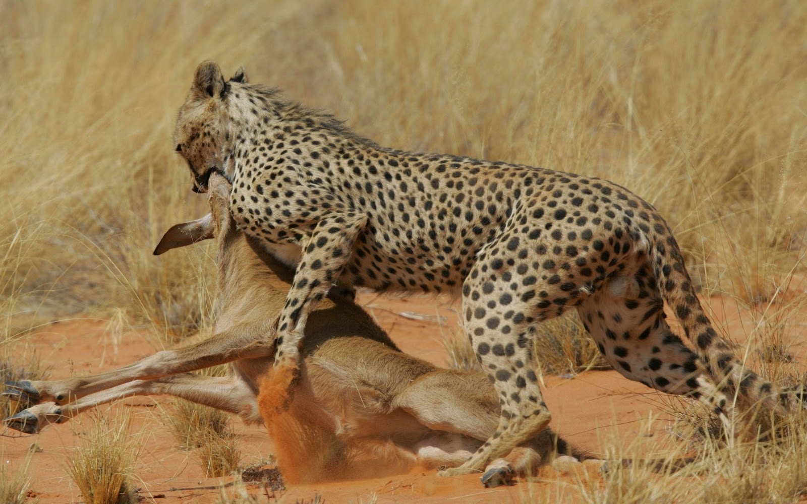 Koleksi Gambar Gambar Kartun Harimau Bergerak Terbaru - Leopard Hunting Animals - HD Wallpaper 