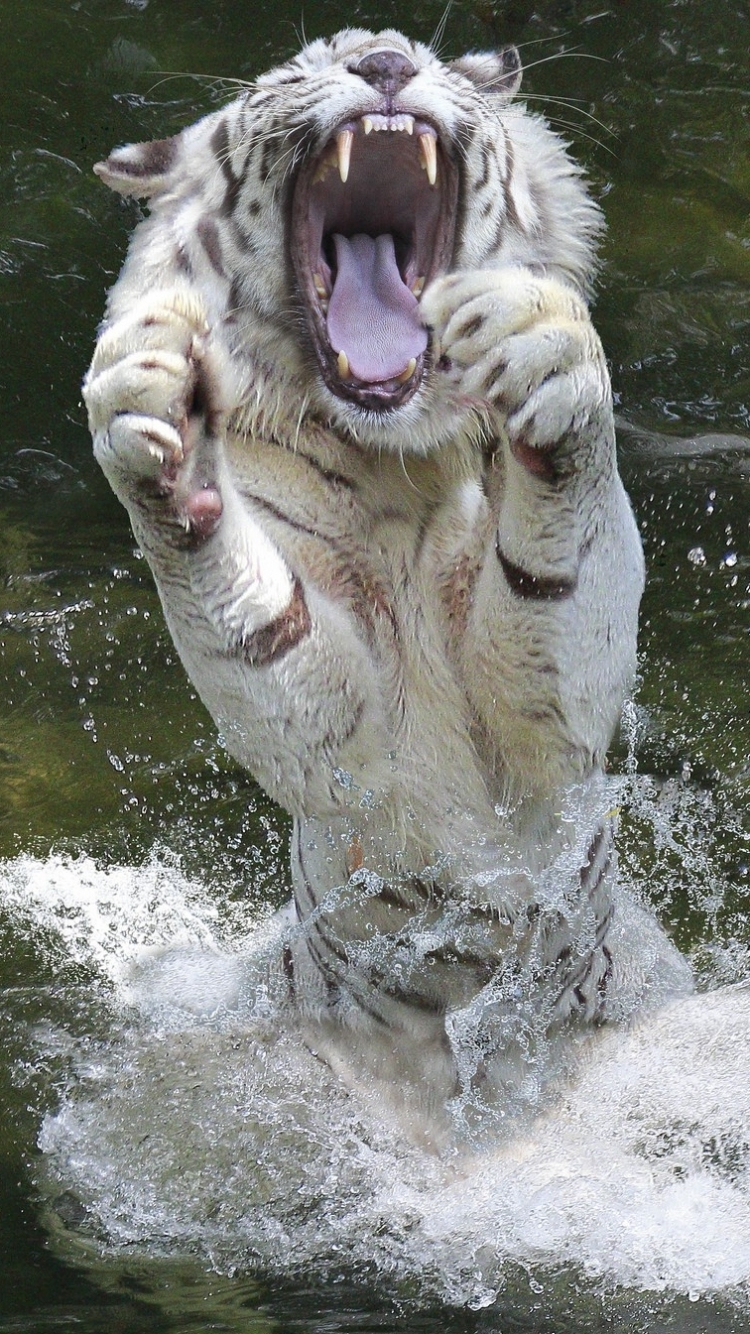 White Tiger In Action - HD Wallpaper 