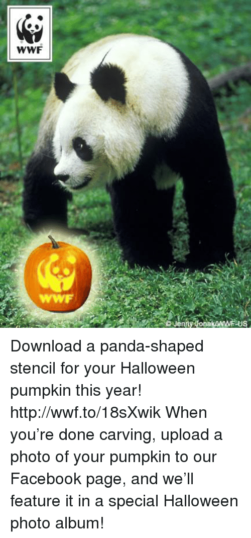 Panda - HD Wallpaper 