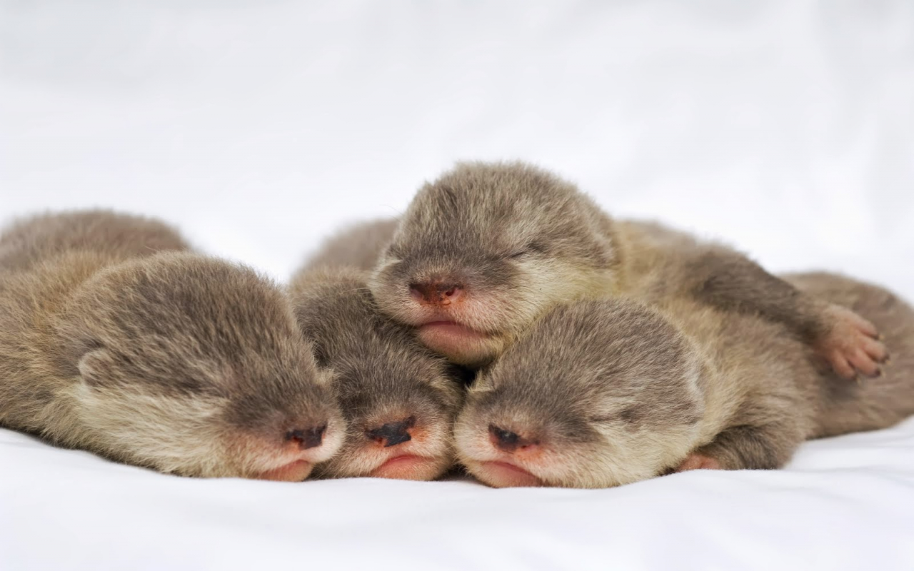 Asian Small Clawed Otter Baby - HD Wallpaper 