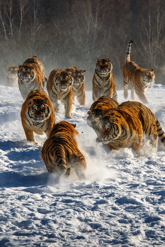 Snow Tiger Grou Iphone Wallpaper - Tiger Group - 640x960 Wallpaper - Snow Tiger Grou Iphone Wallpaper - Tiger Group - 640x960 Wallpaper -