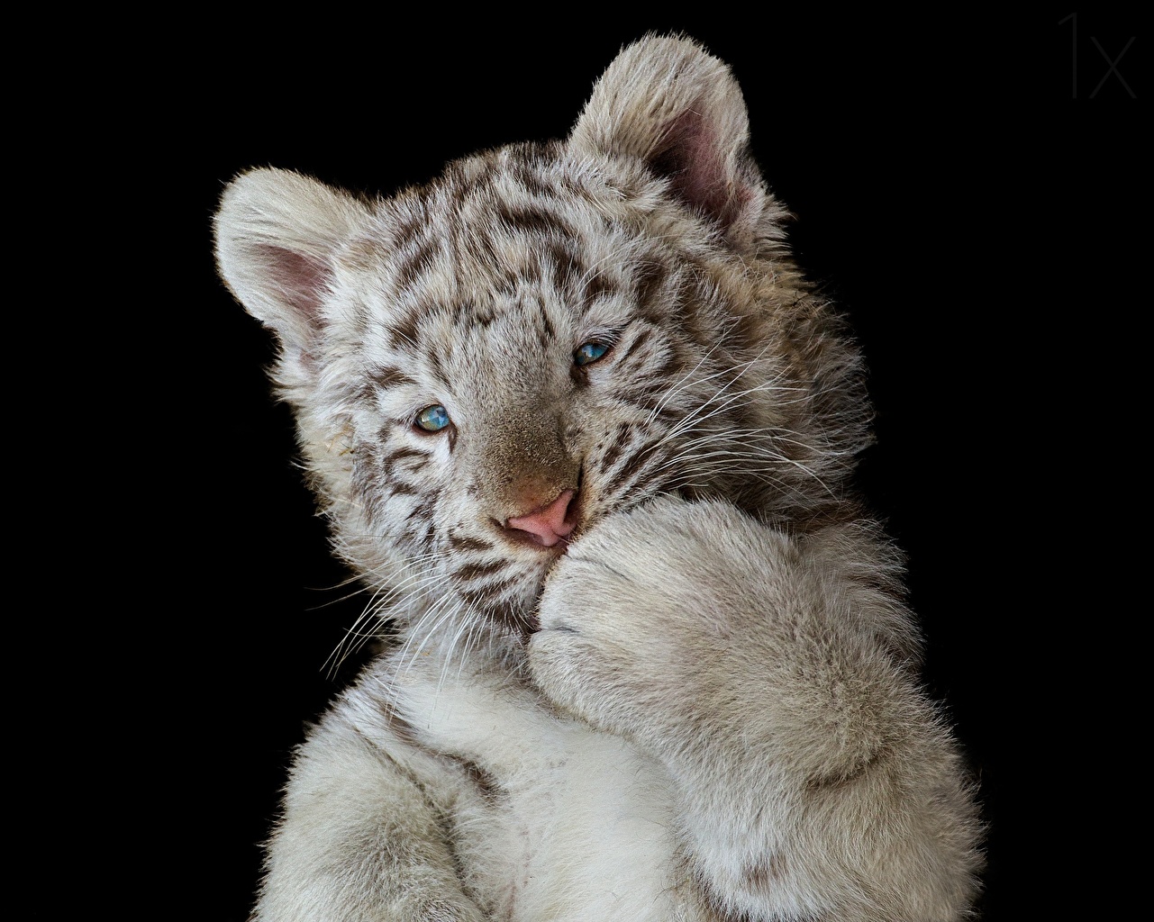 Cute White Tiger Cub - HD Wallpaper 