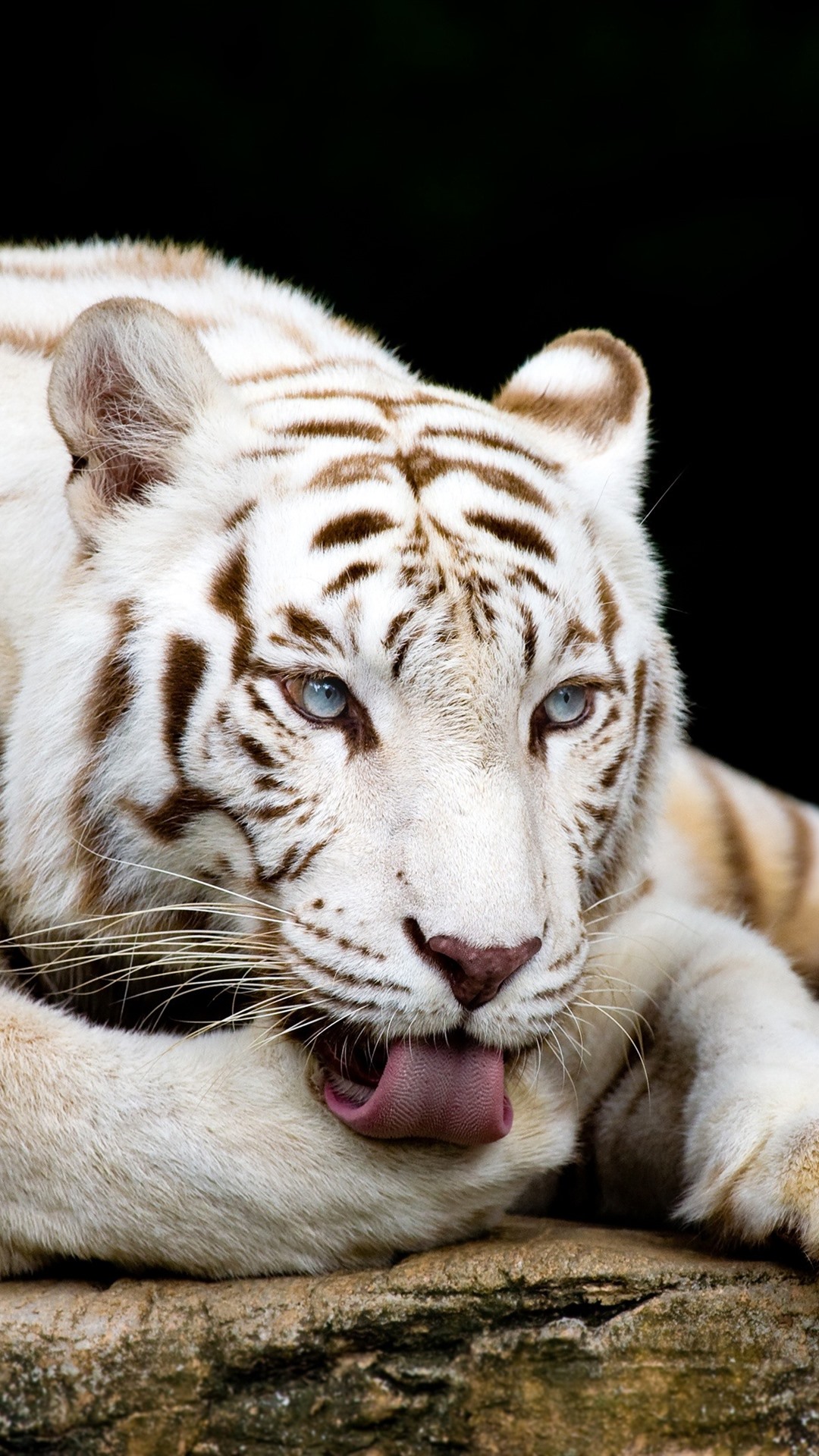 Iphone Wallpaper White Tiger, Rest, Head, Paws - Singapore Zoo - HD Wallpaper 