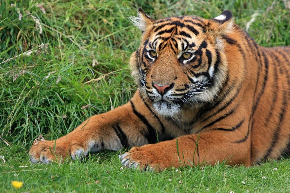 Sumatran Tiger Hd - HD Wallpaper 