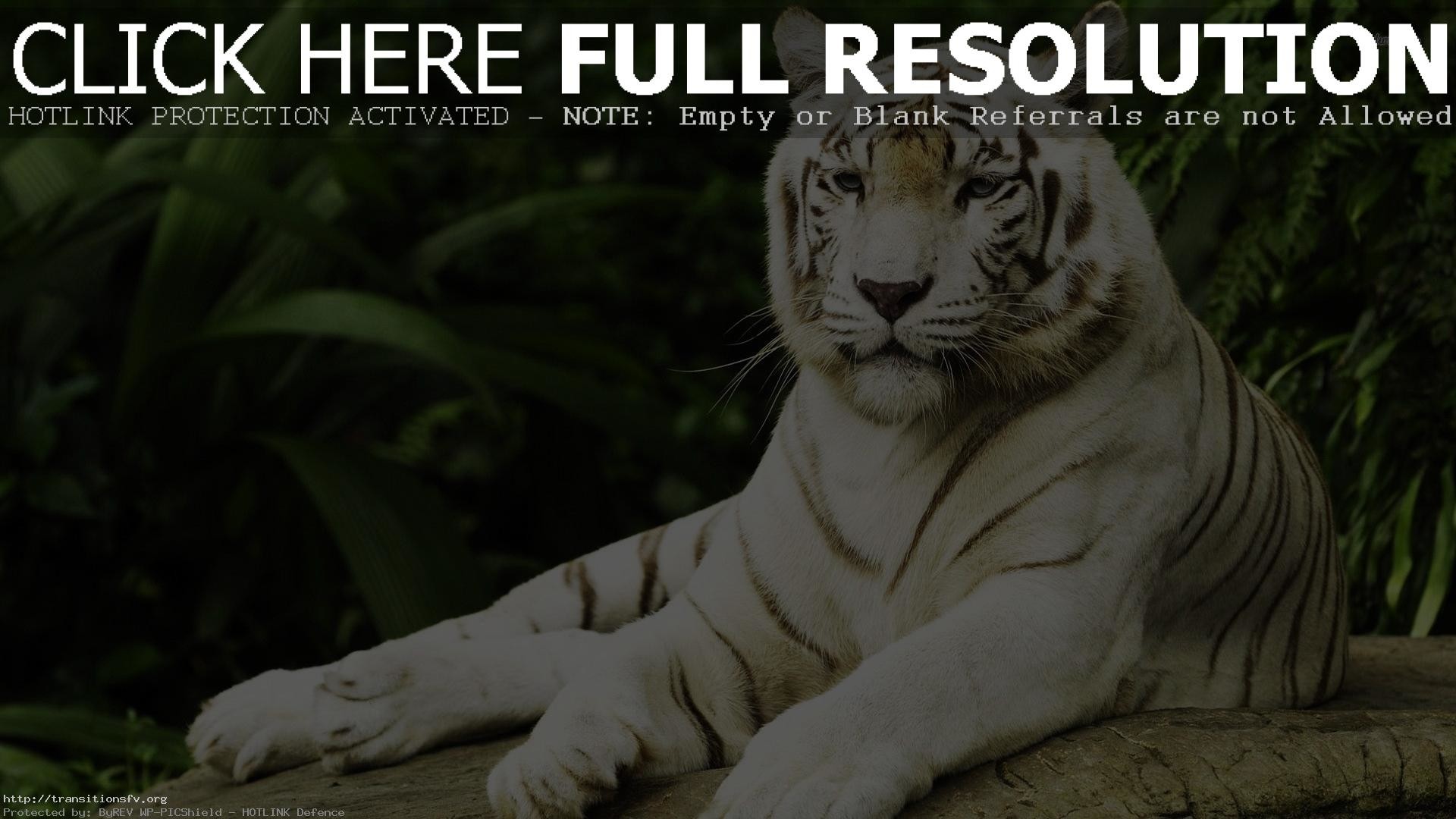 1920x1080, White Tiger Wallpapers Hd Wallpaper Cave - Warren Street Tube Station - HD Wallpaper 