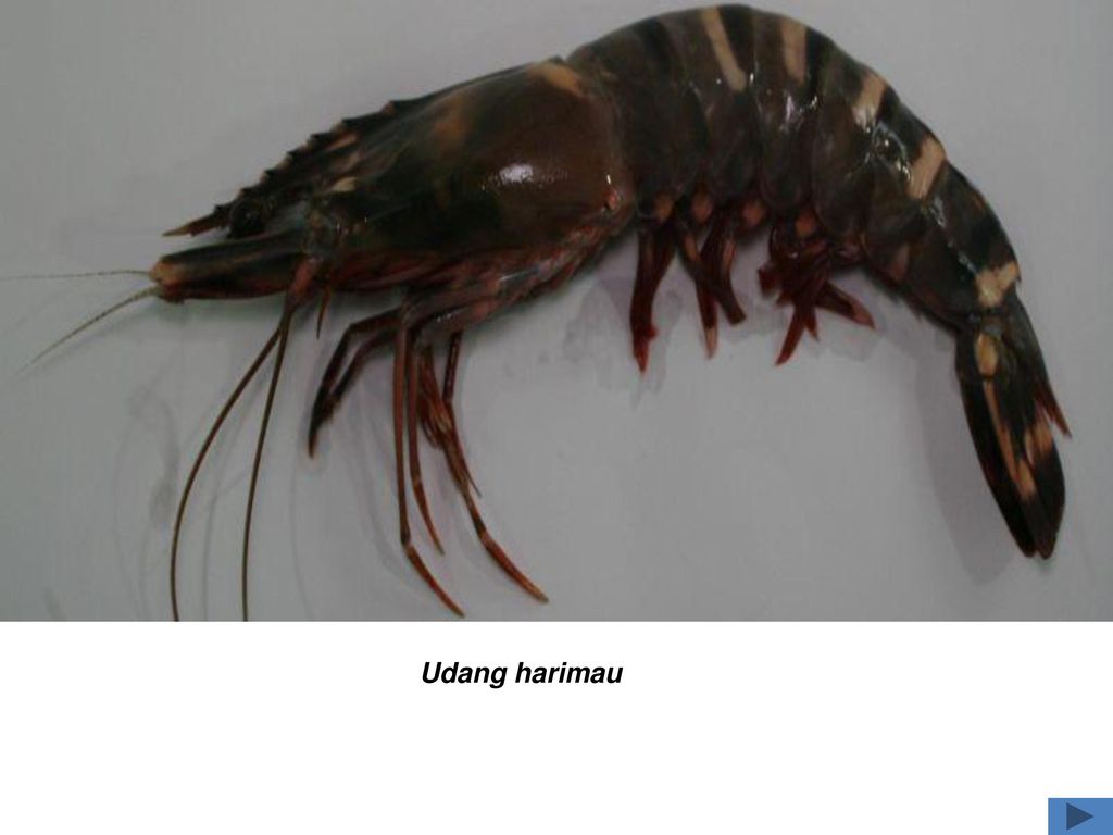 Udang Harimau - HD Wallpaper 