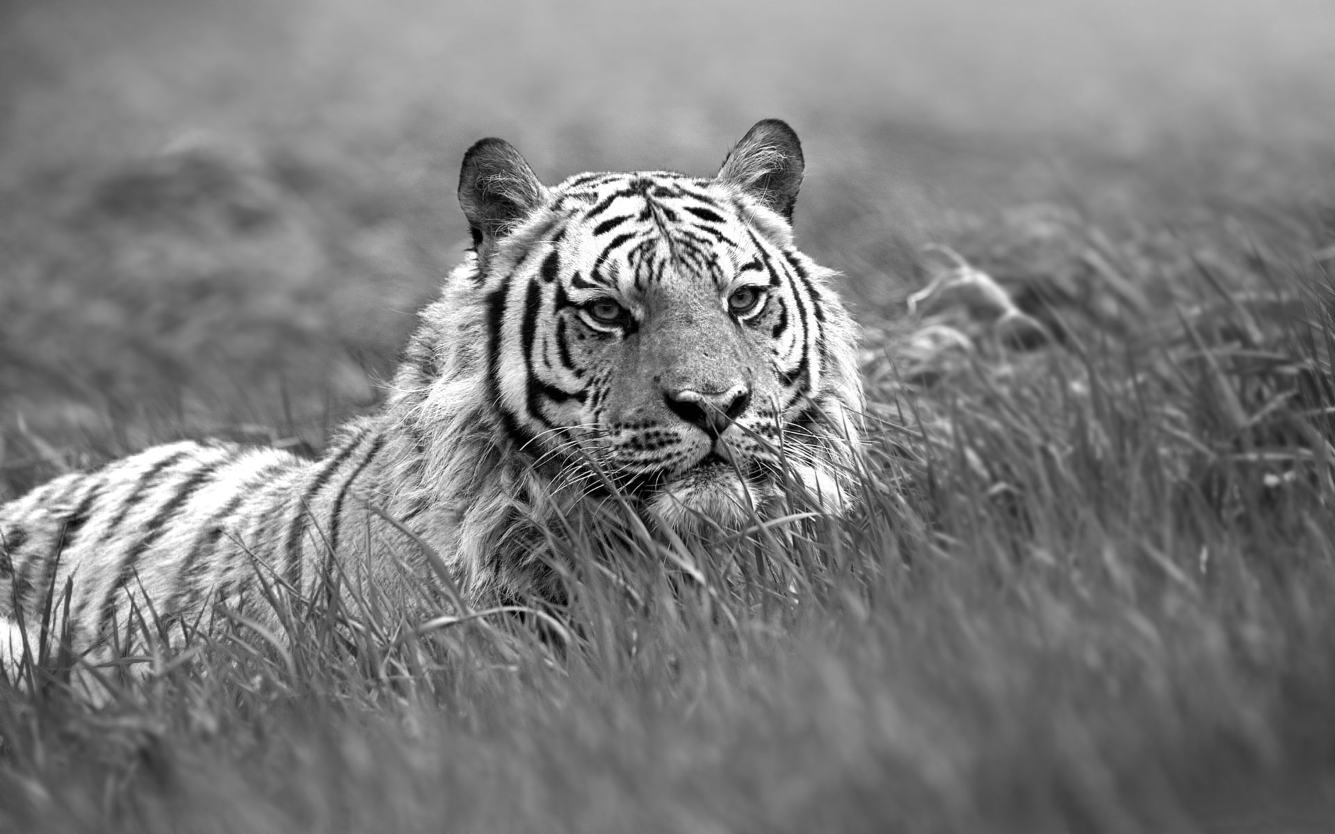 Iphone Animal/white Tiger Wallpaper Id - Tiger Black And White - HD Wallpaper 