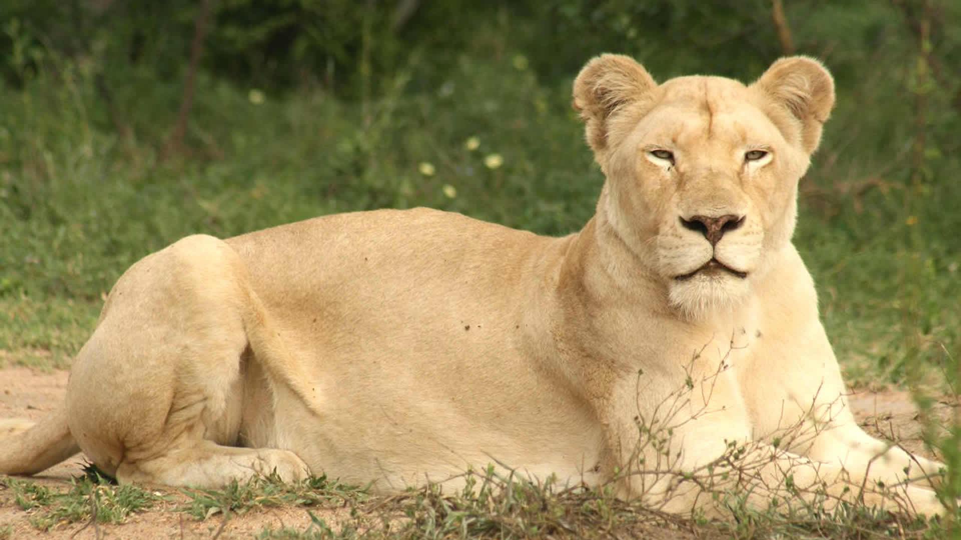 Marah White Lion - HD Wallpaper 