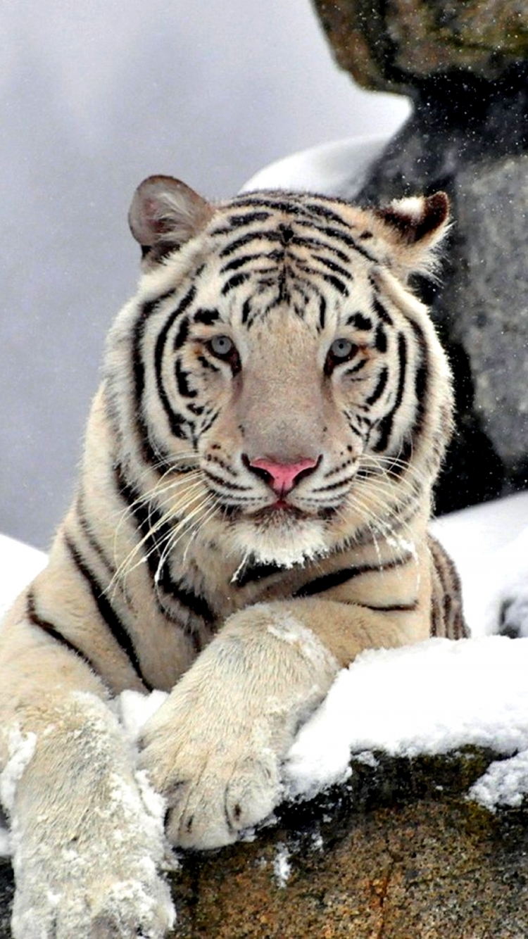 White Tiger - 750x1334 Wallpaper White Tiger - 750x1334 Wallpaper