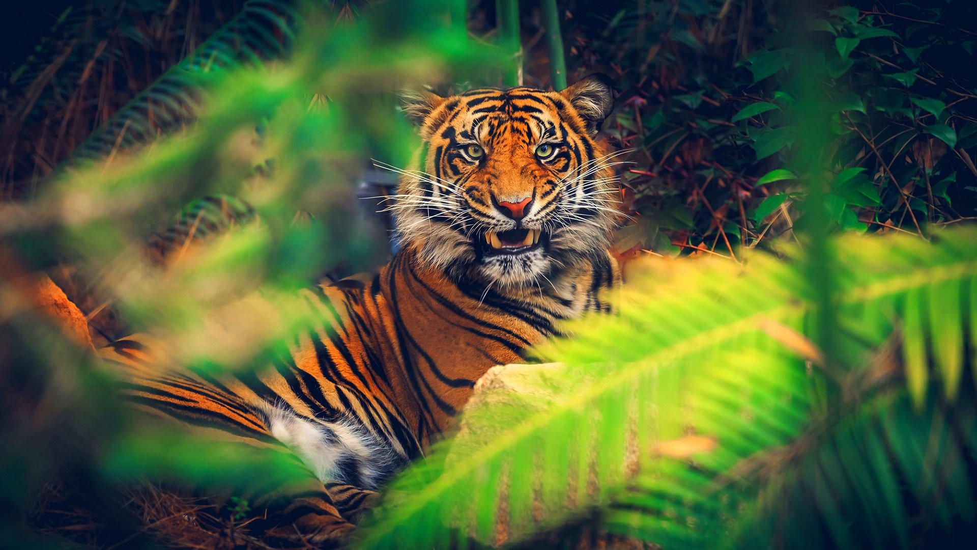 Tiger In Jungle Hd - HD Wallpaper 