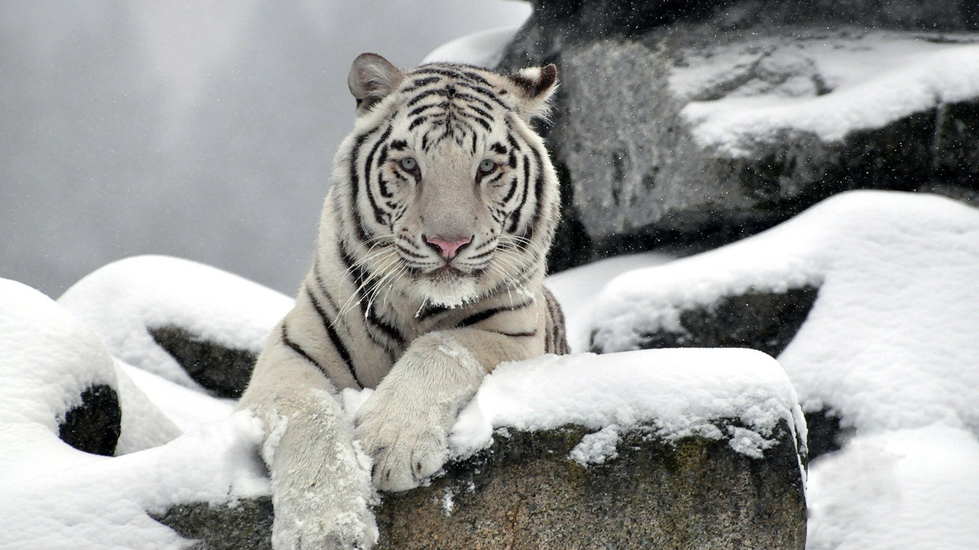 White Tigers In Snow - HD Wallpaper 