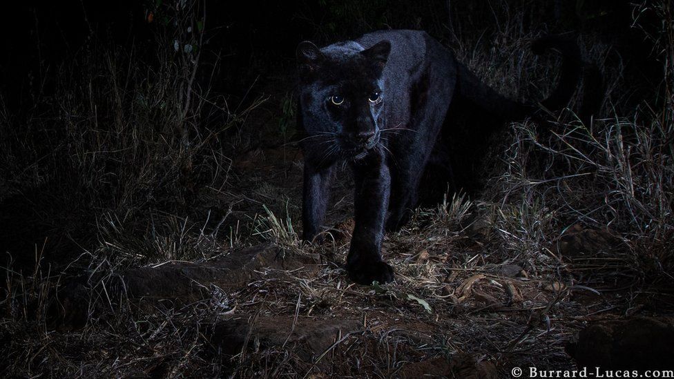 Rare Black Leopard Caught On Camera - HD Wallpaper 