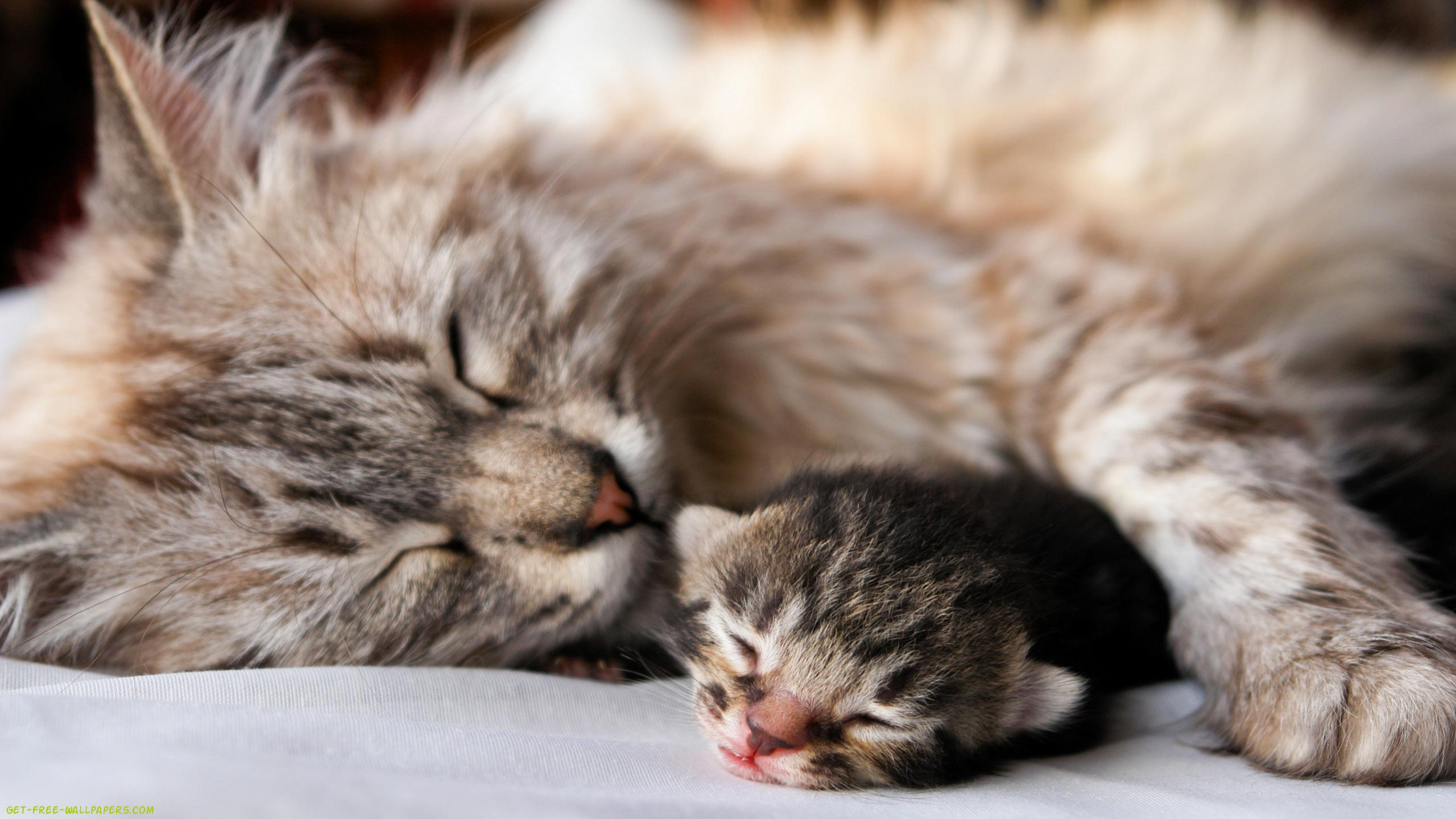 Cat With Baby Cat - HD Wallpaper 