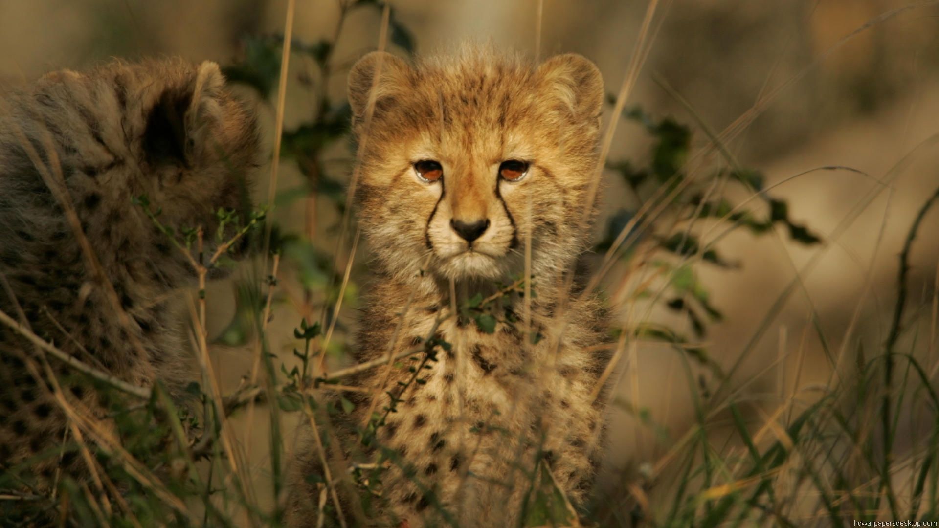 Hiding In The Tall Grass - HD Wallpaper 