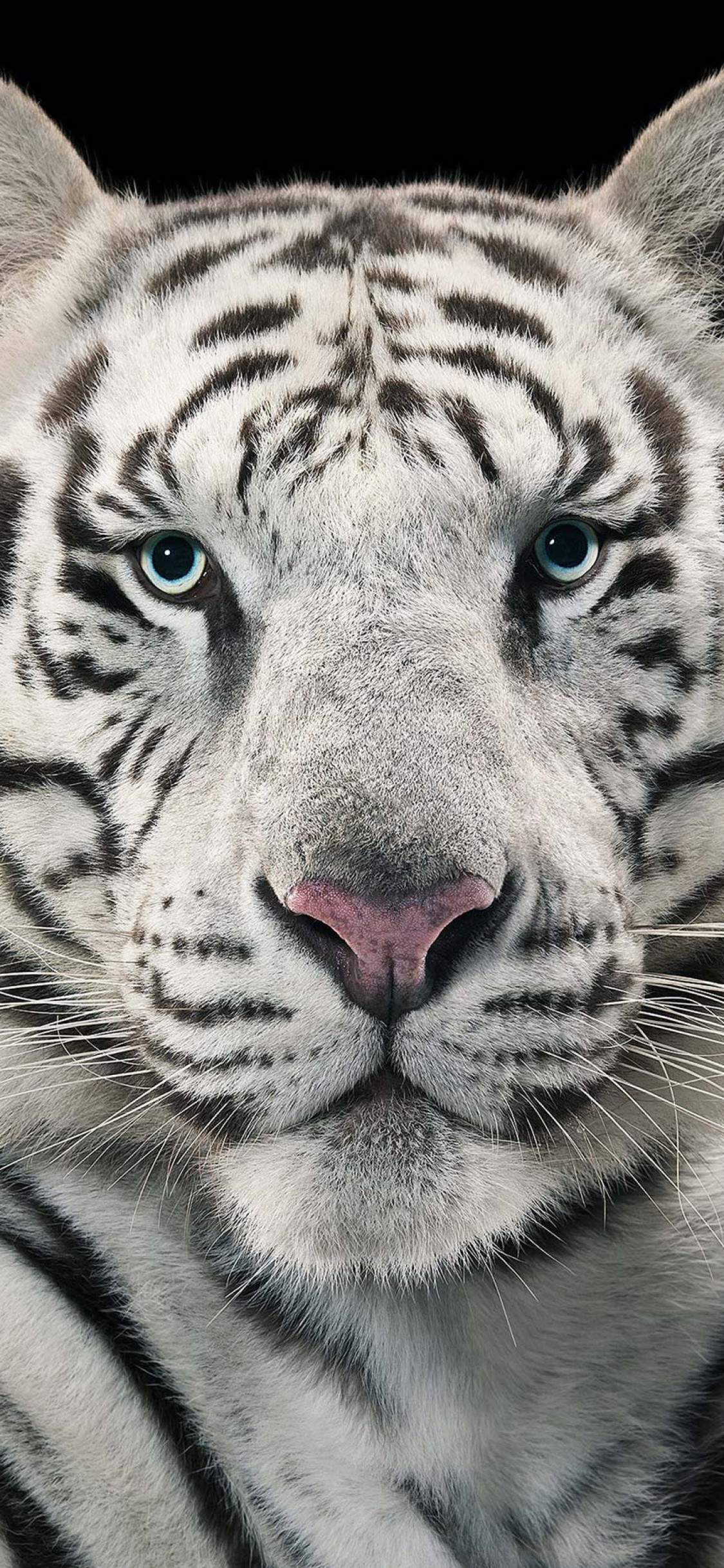 White Tiger, Close-up Face - White Tiger Wallpaper Hd For Iphone X - HD Wallpaper 