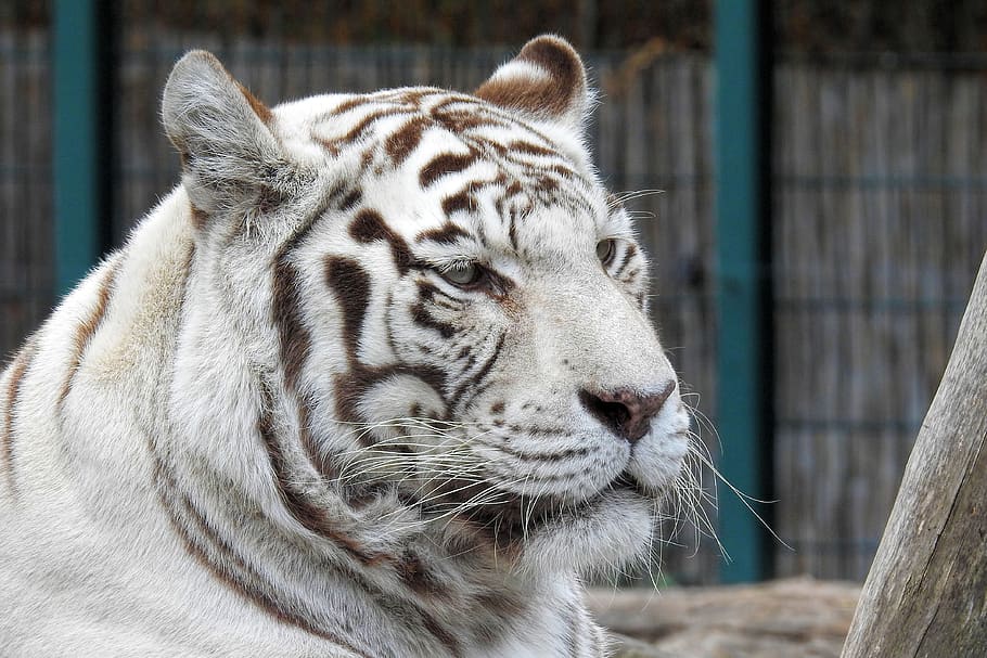 White Tiger Malaysia - HD Wallpaper 