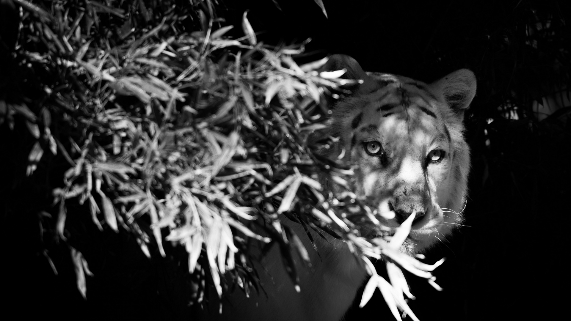 Wallpaper Tiger, White Tiger, Bw, Hide, Branches - Белый Тигр Оскал Чб - HD Wallpaper 