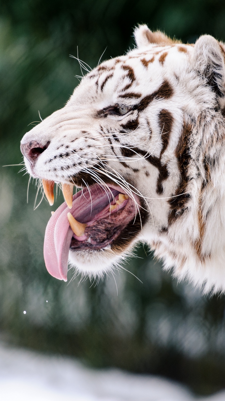 Wallpaper White Tiger, Grin, Protruding Tongue, Predator - HD Wallpaper 