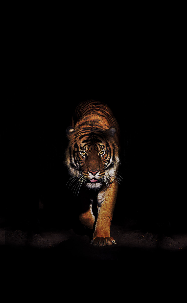 Iphone Tiger - HD Wallpaper 