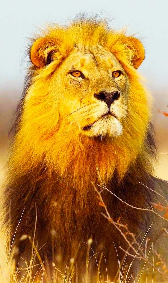 📱mobile Wallpaper - Sharechat - Imagenes De Leones Majestuosos - HD Wallpaper 