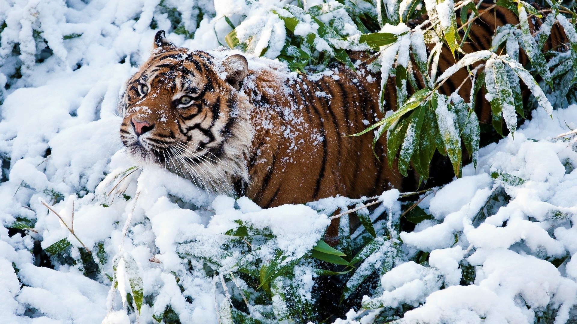 Tiger In The Snow Wallpaper - Hd Tiger In Snow - HD Wallpaper 