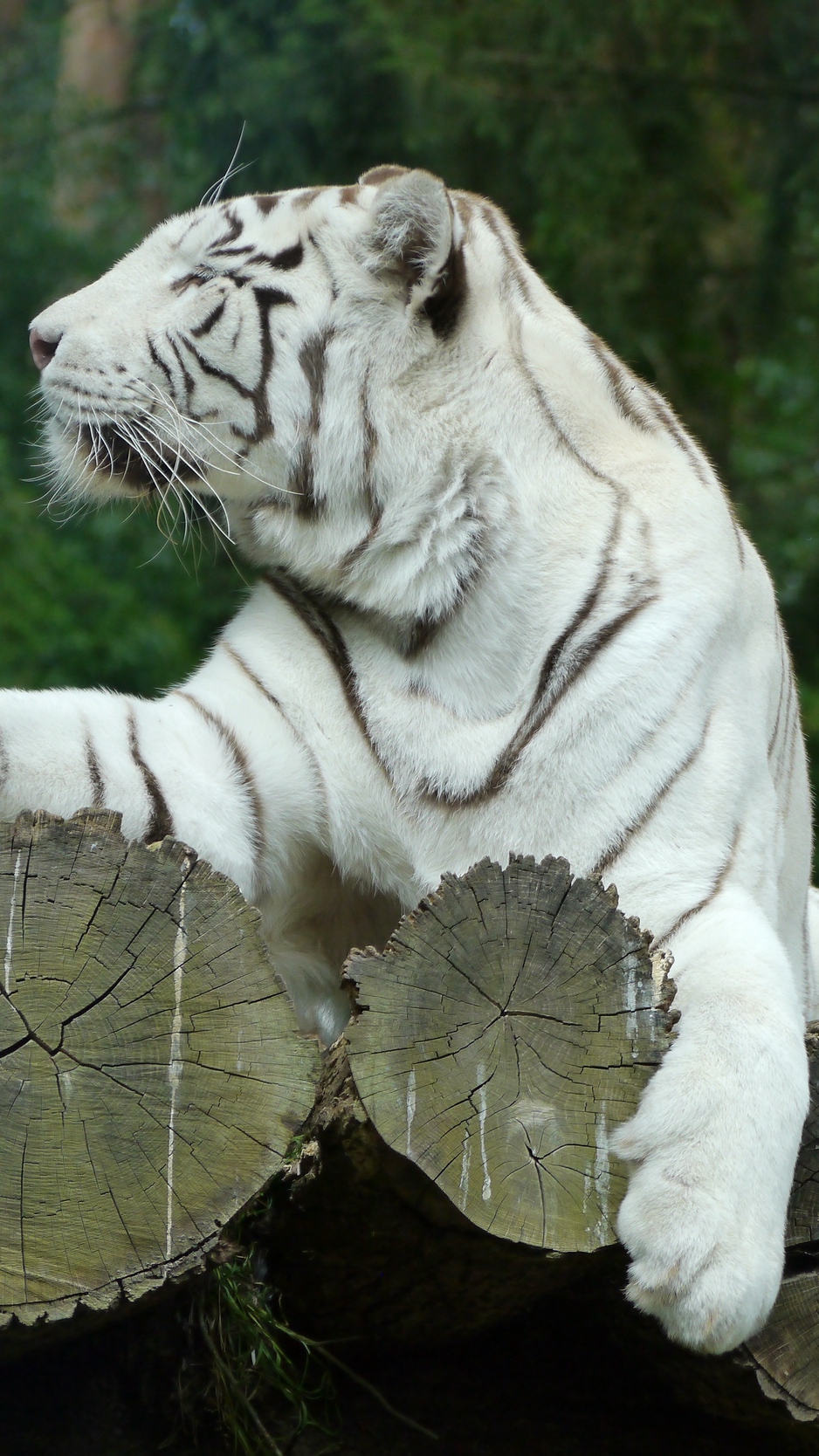 Wallpaper White Tiger, Bengal Tiger, Predator - White Tiger 4k Ultra Hd - HD Wallpaper 