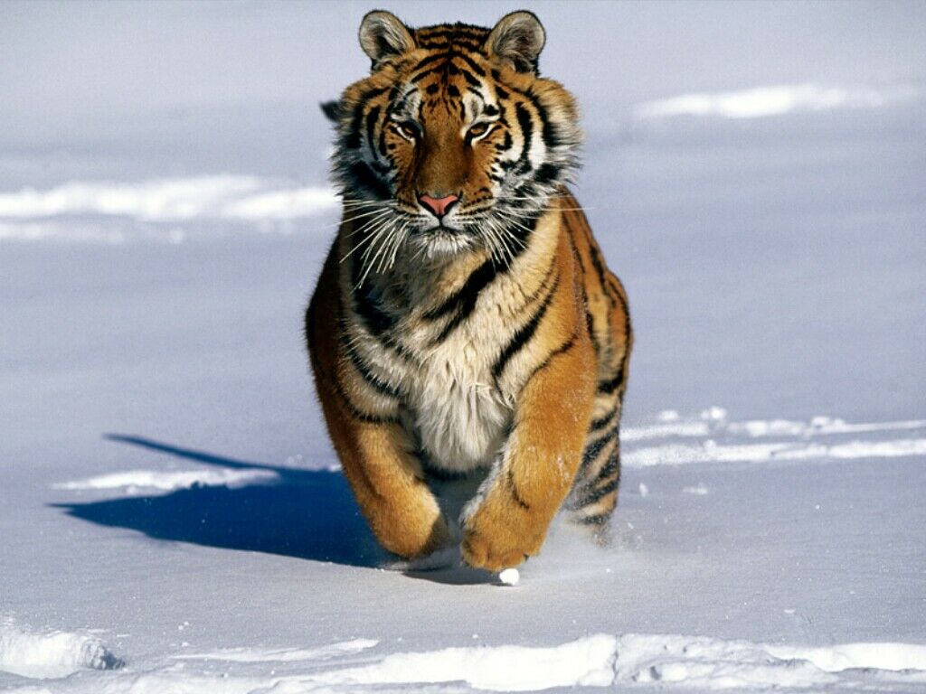Tiger In The Snow - Siberian Tiger - HD Wallpaper 