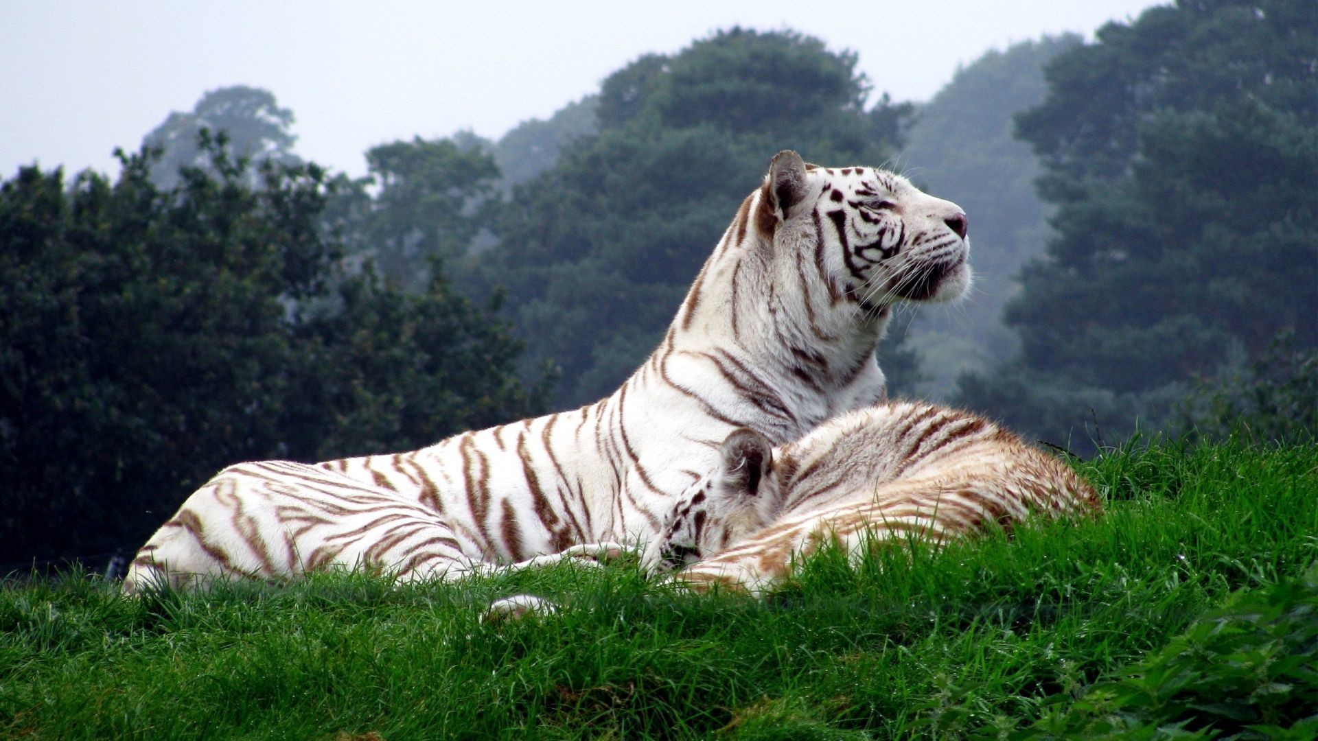 1920x1080, White Tiger Wallpapers Hd Wallpaper 2048ã1536 - Big Cats In Nature - HD Wallpaper 
