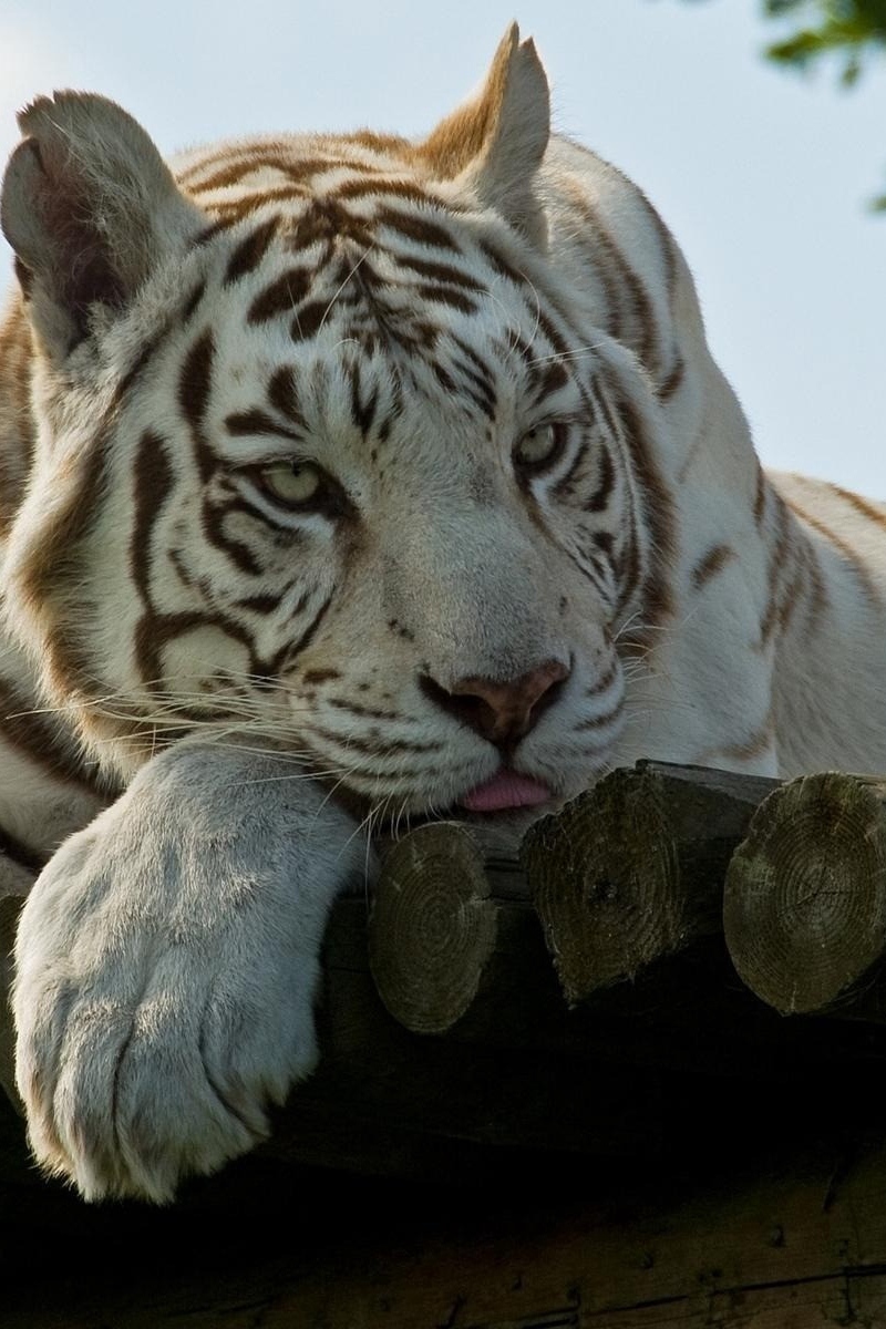 Wallpaper White Tiger, Manchurian, Lie, Striped - HD Wallpaper 
