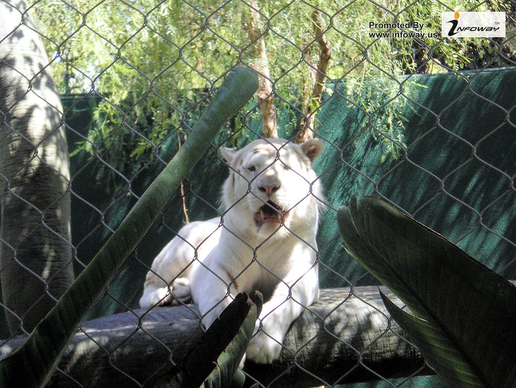 White Lions Mgm Grand - HD Wallpaper 