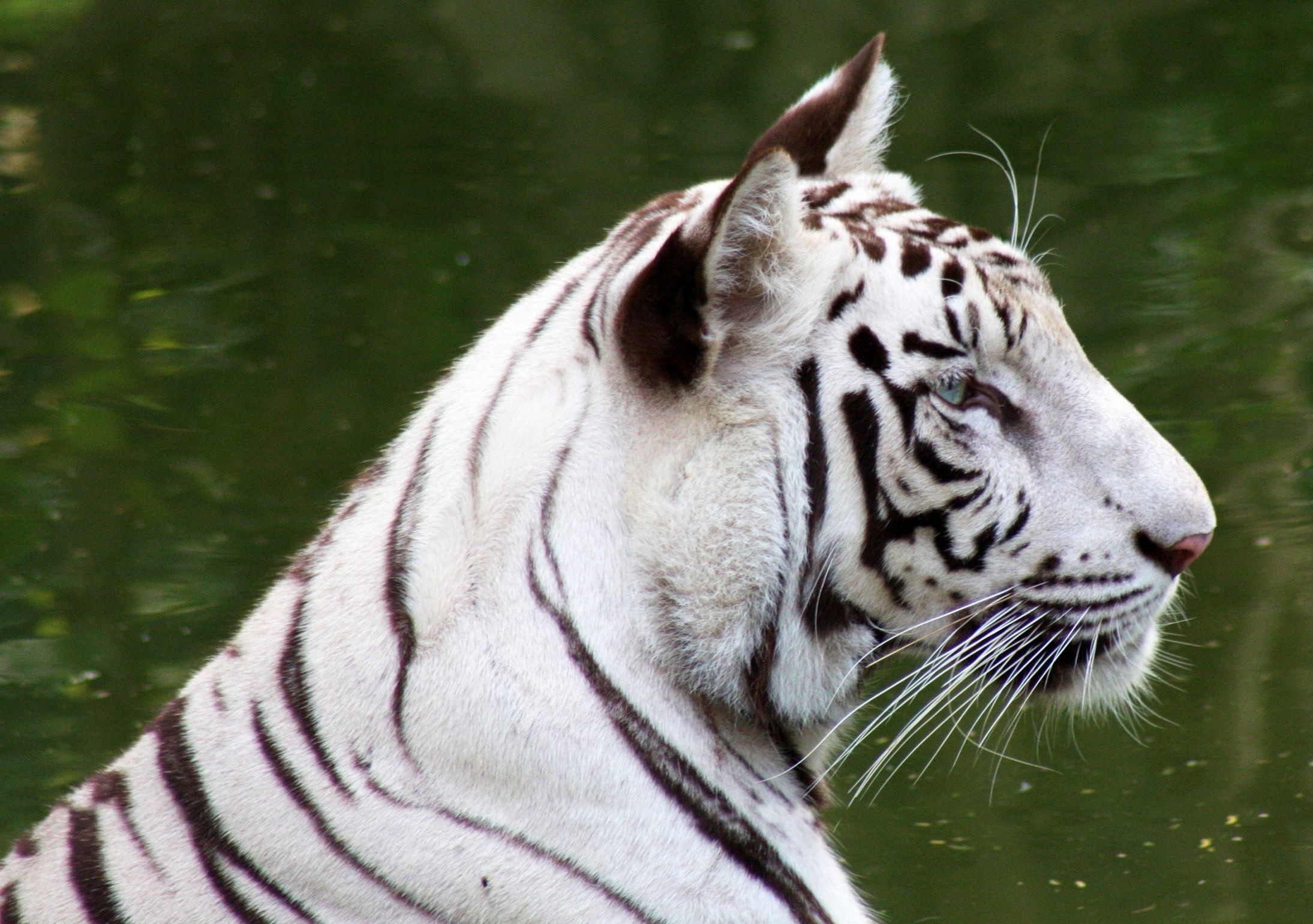 White Tiger Wallpaper Desktop 
 Data-src /w/full/4/f/c/3901 - White Tiger Face Side - HD Wallpaper 