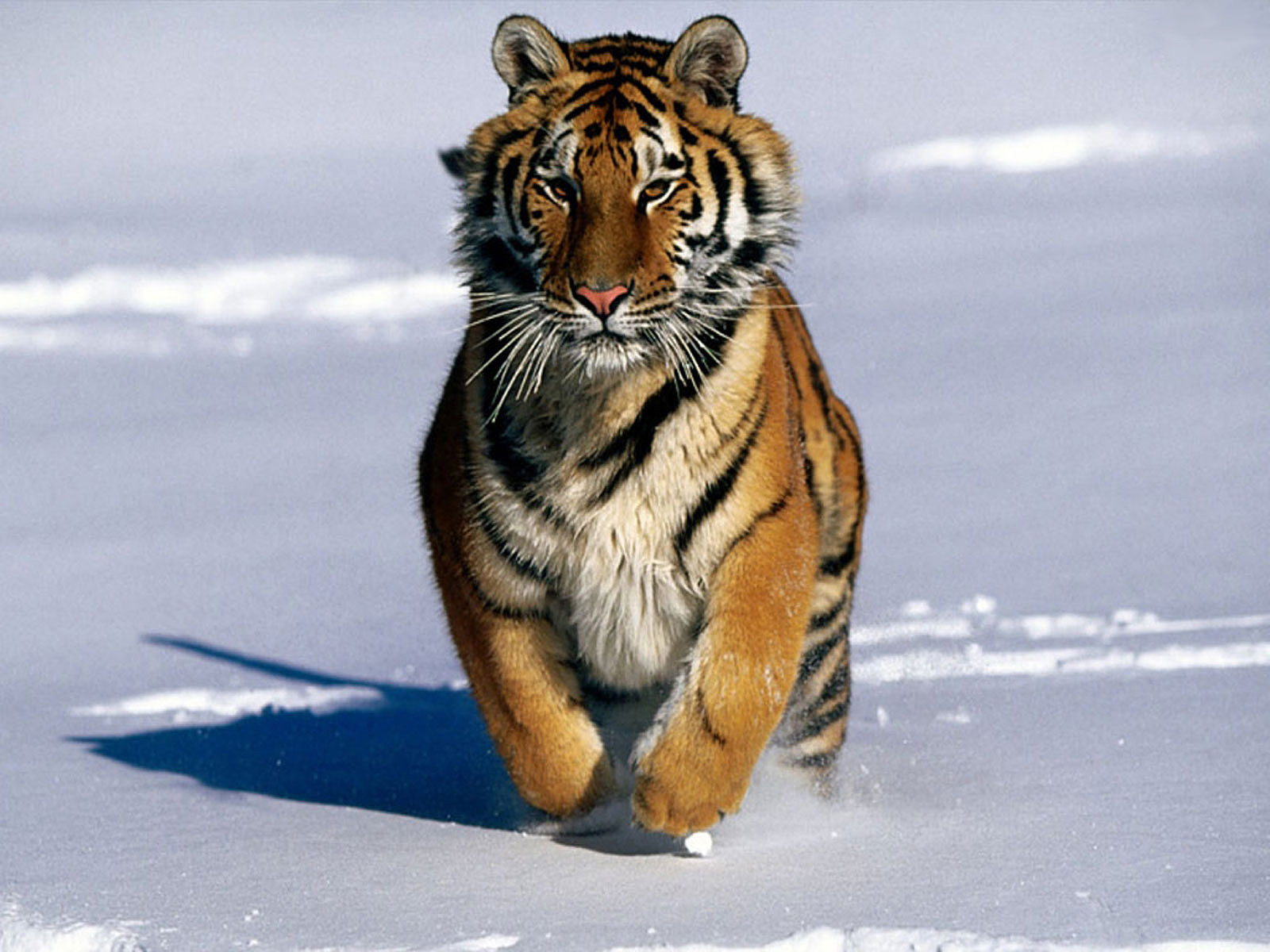 Desktop Tiger Wallpaper Hd Cutewallpaper
baby White - Difference Between Bengal Tiger And Normal Tiger - HD Wallpaper 