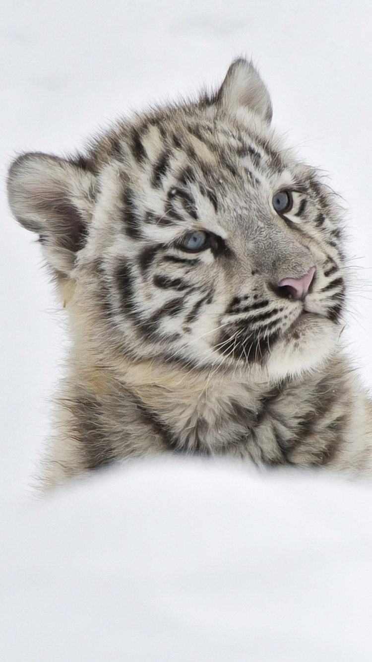 Little Tiger In Snow - HD Wallpaper 