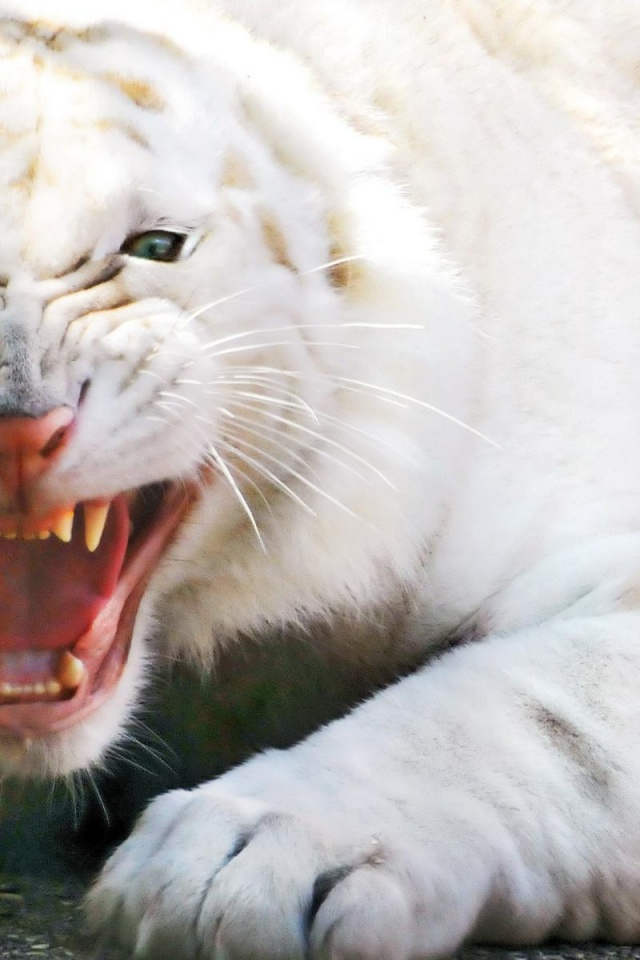 White Lion Wallpaper Hd - 640x960 Wallpaper White Lion Wallpaper Hd - 640x960 Wallpaper