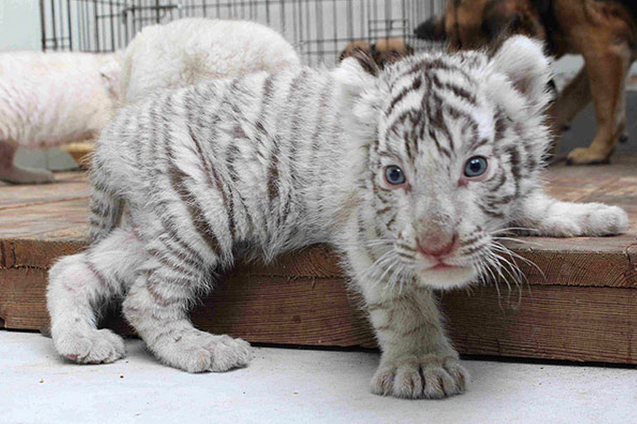 White Tiger Baby - Newborn Baby White Tiger - HD Wallpaper 