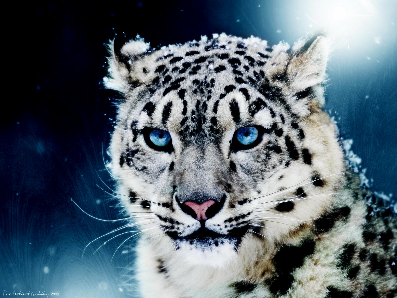 Beautiful Blue Eyed Snow Leopard - HD Wallpaper 