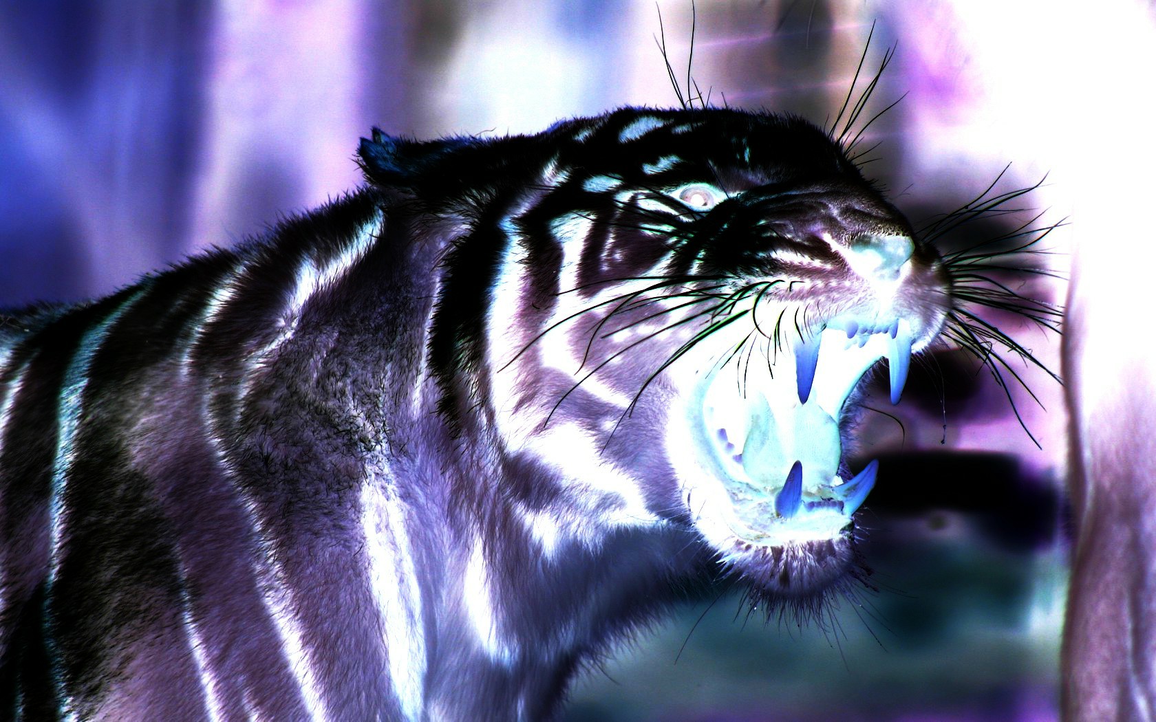 6 Jpeg, Wide Pix - Cool White Tiger Backgrounds - HD Wallpaper 