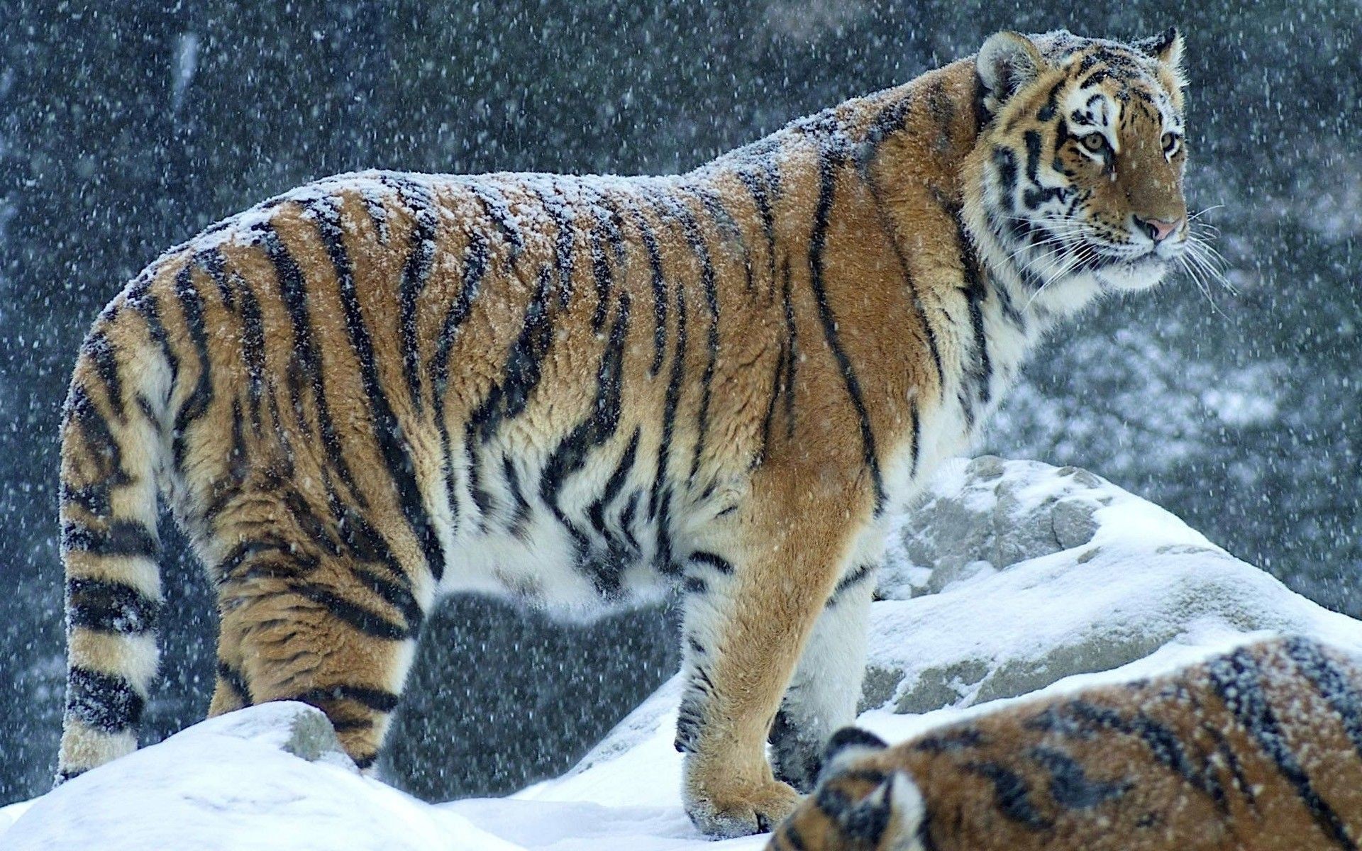 Tiger Snow - HD Wallpaper 