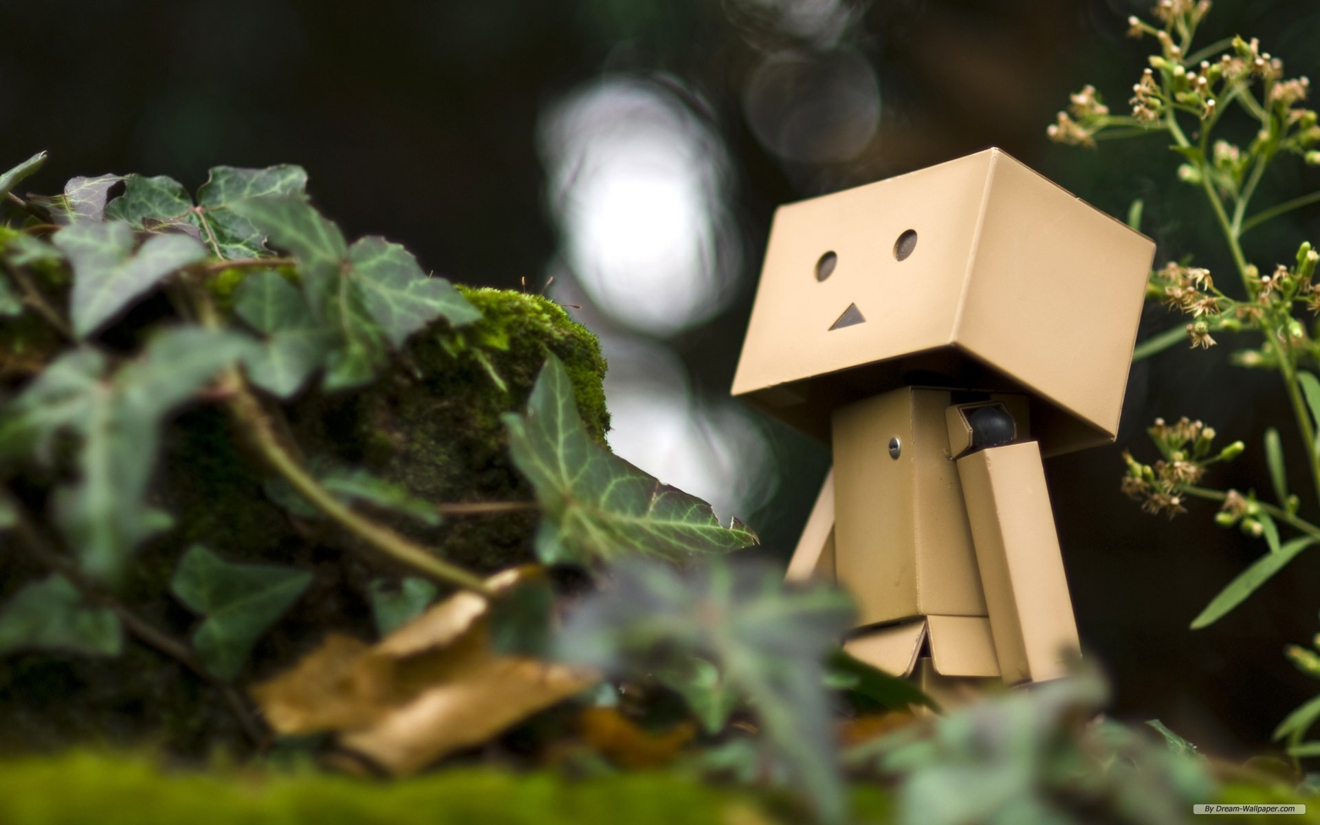 1920x1200, Danbo Wallpapers Hd Wallpaper 
 Data Id - Hanya Fotomu Obat Rinduku - HD Wallpaper 